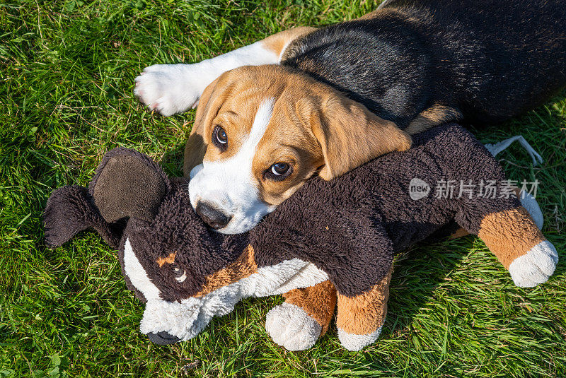 Top view of cute beagle puppy lying on grass, holding toy in mouth .可爱的小猎犬小狗躺在草地上，嘴里叼着玩具